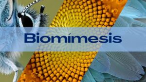 Biomímesis: descubre la magia de la naturaleza.