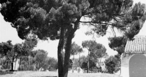 El adiós a un gigante: cuando el Pino de la Corona se vuelve eterno
